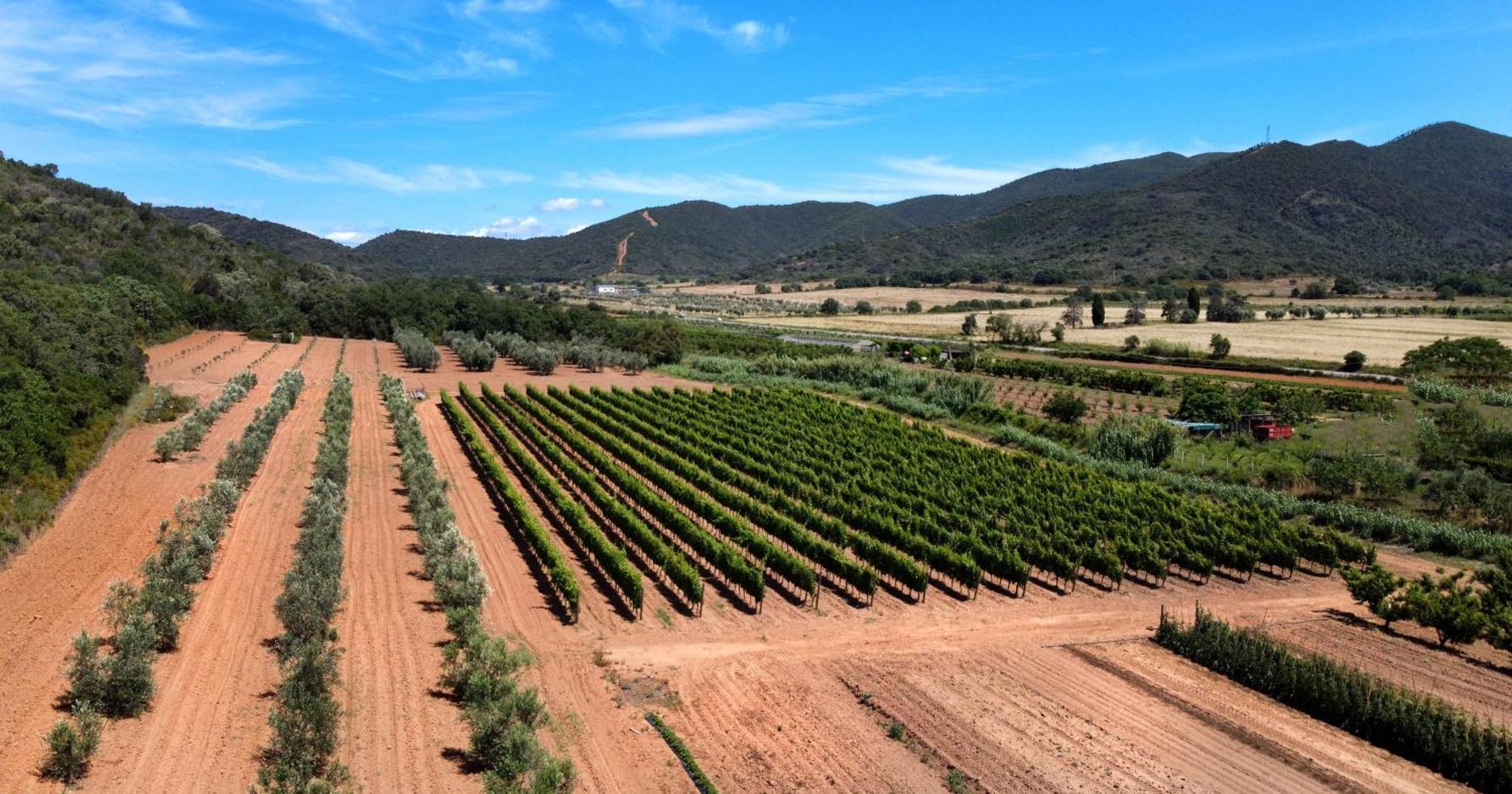 Agriturismo La Sassicaia Castiglione della Pescaia Buitenkant foto