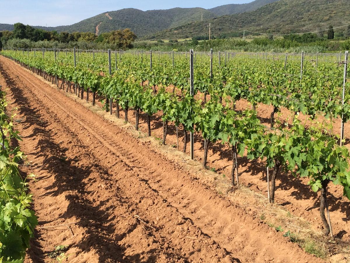 Agriturismo La Sassicaia Castiglione della Pescaia Buitenkant foto